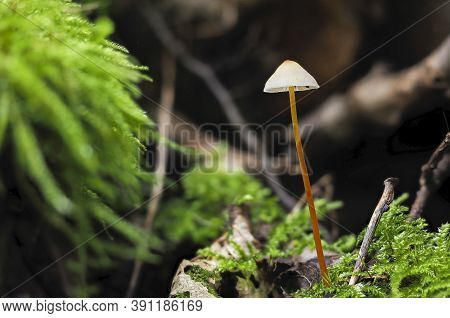 The Saffrondrop Bonnet (mycena Crocata) Is An Inedible Mushroom