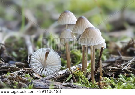 The White Milking Bonnet (mycena Galopus) Is An Inedible Mushroom , Stacked Macro Photo