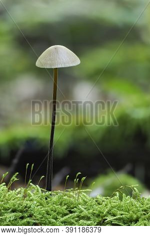 The Garlic Parachute (mycetinis Alliaceus) Is An Edible Mushroom , Stacked Macro Photo