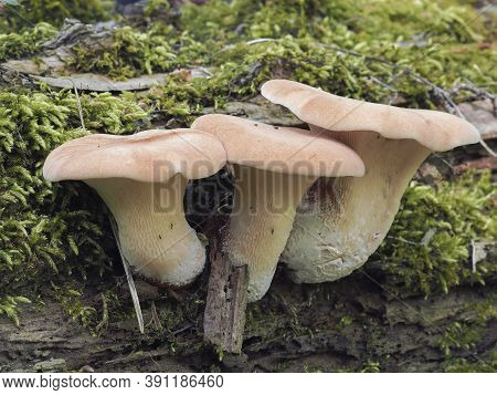 The Neolentinus Cyathiformis Is An Inedible Mushroom