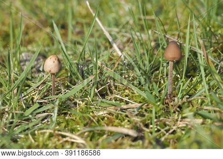 The Dewdrop Mottlegill (panaeolus Acuminatus) Is An Inedible Mushroom , Stacked Macro Photo