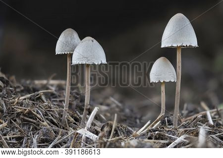The Petticoat Mottlegill (panaeolus Papilionaceus) Is An Inedible Mushroom , Stacked Macro Photo