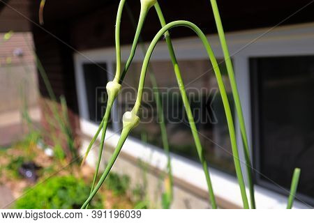 The Twisted Neck Of A Garlic Scape Growing