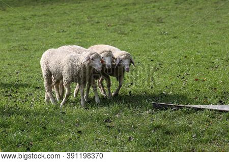 A Herd Of White Sheep Grazes On A Fenced Pasture