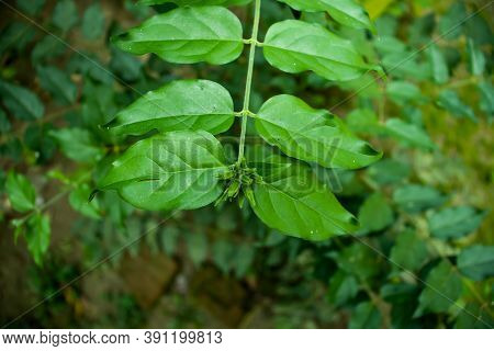 A Group Of Jasmine Or Jui Flowers Plants Of Bangladesh
