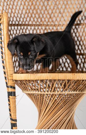 A Portrait Of A Cute Jack Russel Terrier Dog, Standing On A Rattan Chair, Isolated On A White Backgr