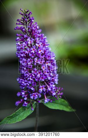 Close Up Of Buddleja Davidii Franch Or Butterfly Tree On The Shores Of The Revine Lakes, Treviso, Ve