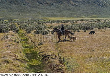 Punta Arenas, Chile - December 12, 2008: Vaquero Or Cowboy On Horse With 2 Dogs Following On Dry Gra