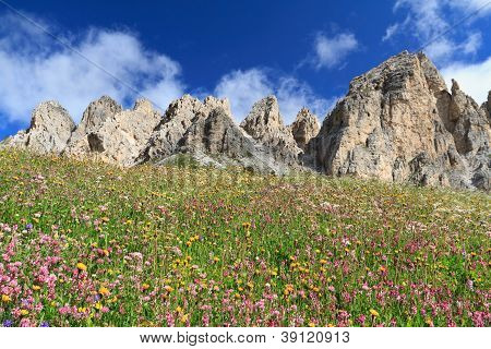 Dolomiti - çiçekli çayır