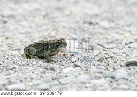 American Toads (anaxyrus Americanus) Are A Very Common Species Of Toad In Eastern North America.