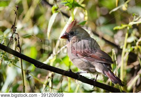 A Female Northern Cardinal (cardinalis Cardinalis) This Mid-sized Songbird Is Commonly Found In Wood