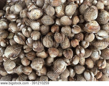 Close Up Fresh Anadara Granosa In Raw Market