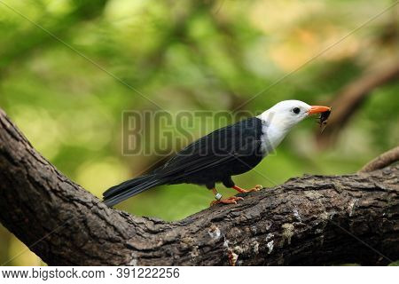 The Black Bulbul (hypsipetes Leucocephalus), Also Known As The Himalayan Black Bulbul Or Asian Black