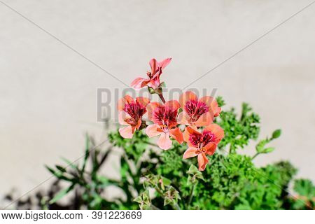 Small Vivid Pink Pelargonium Flowers, Known As Geraniums, Pelargoniums Or Storksbills, And Fresh Gre