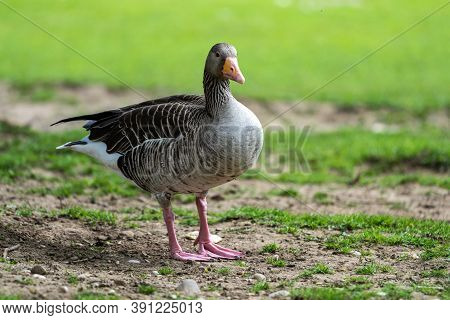 The Greylag Goose, Anser Anser Is A Species Of Large Goose In The Waterfowl Family Anatidae And The 
