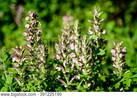 Many Small White Flowers Of Acanthus Mollis Plant, Commonly Known As Bear's Breeches, Sea Dock, Bear
