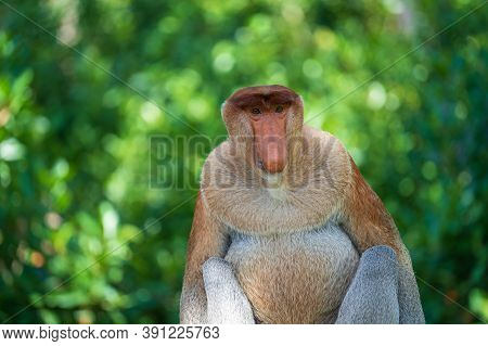 Family Of Wild Proboscis Monkey Or Nasalis Larvatus, In The Rainforest Of Island Borneo, Malaysia, C
