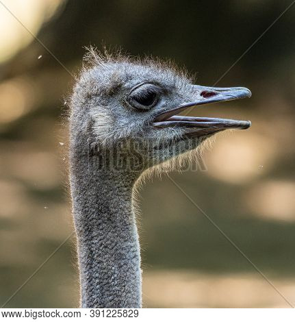 The Common Ostrich, Struthio Camelus, Or Simply Ostrich, Is A Species Of Large Flightless Bird Nativ
