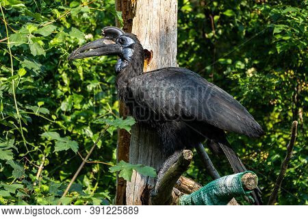 The Abyssinian Northern Ground Hornbill, Bucorvus Abyssinicus Or Northern Ground Hornbill Is An Afri