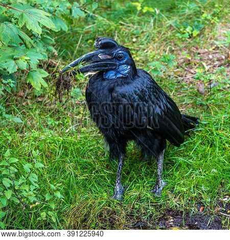 The Abyssinian Northern Ground Hornbill, Bucorvus Abyssinicus Or Northern Ground Hornbill Is An Afri