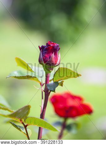 Bud Of A Growing Red Garden Rose On A Green Background Of Vegetation. Young Flower Of The Floribunda