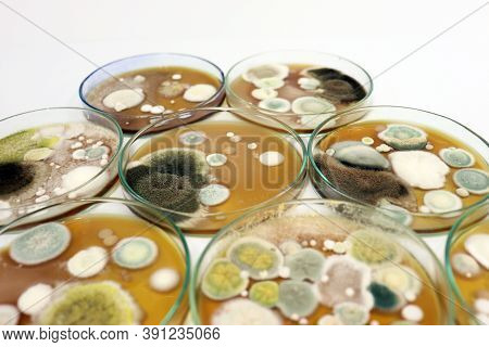 Colonies Of Yeasts, Molds, Fungal Testing In Clinical Samples, Malt Extract Agar In Petri Dish Using