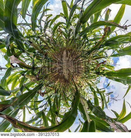Tiny Planet Transformation Of Spherical Panorama 360 Degrees. Spherical Abstract Aerial View On Corn