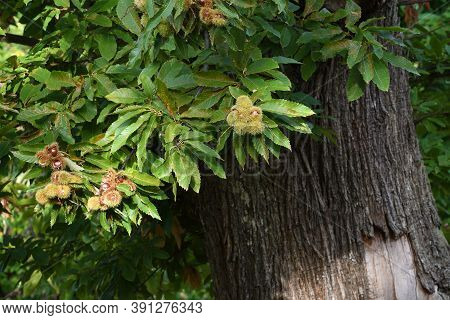 Chestnuts In Hedgehogs Hang From Chestnut Branches Just Before Harvest, Autumn Season. Chestnuts For