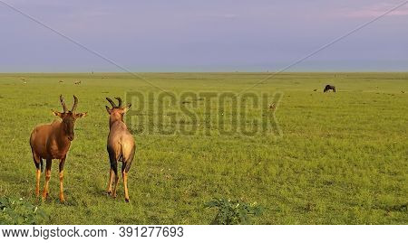 Two Wild Red Bubal Antelopes Stand On The Grass Of The Savannah. Other Animals Graze In The Distance