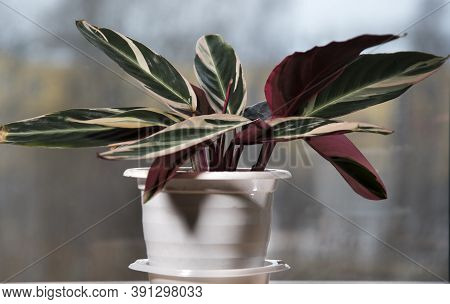 Stromanthe flower with red, green and yellow leaves on the window sill, potted flower