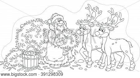 Santa Claus Feeding Reindeer With Tasty Hay Before His Magic Journey Around The World In The Christm