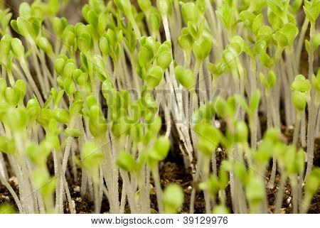 Lettuce Seedlings