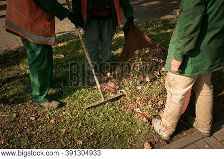 Autumn Work In The Park. Cleaning Of Fallen Leaves. The Workers Collect Leaves In Heaps And Prepare