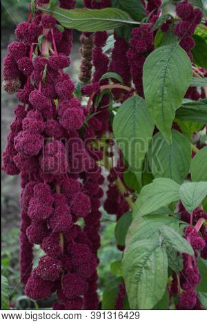 Amaranth Is Cultivated As Leaf Vegetables, Cereals And Ornamental Plants .