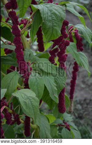 Amaranth Is Cultivated As Leaf Vegetables, Cereals And Ornamental Plants .