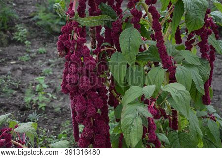 Amaranth Is Cultivated As Leaf Vegetables, Cereals And Ornamental Plants .