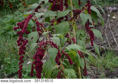 Amaranth Is Cultivated As Leaf Vegetables, Cereals And Ornamental Plants .