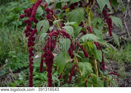 Amaranth Is Cultivated As Leaf Vegetables, Cereals And Ornamental Plants .