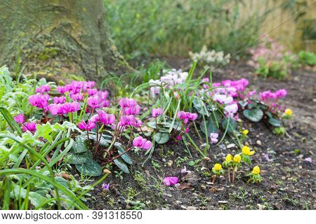 Pink Cyclamens In Flower, Cyclamen Coum In A Garden Border, Uk