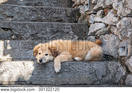 Close Up View Of A Yellow Puppy Looking Sad. Kangal Shepherd Dog.