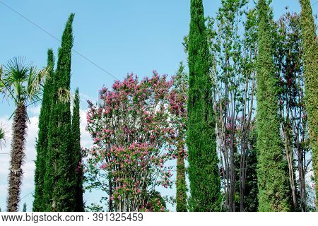 Indian Lilac Among Cypresses On Blue Sky Background.  Lagerstroemia Indica And Cupressus. Reseda Tre