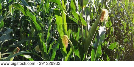 Corn On Stalk Field. Image & Photo (Free Trial) | Bigstock
