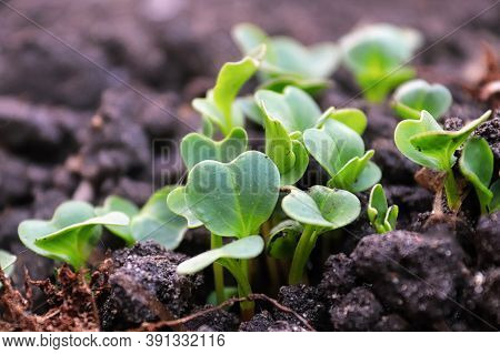 Radish Sprouting In The Garden Dirt Before The True Leaves