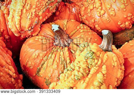 A Background Of Various Bumpy Warty Pumpkins And Squashes
