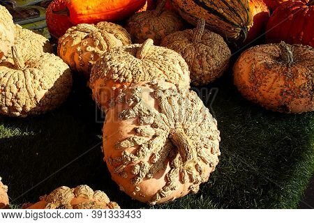A Table Full Of Peanut Pumpkins And Sqaushes For Sale