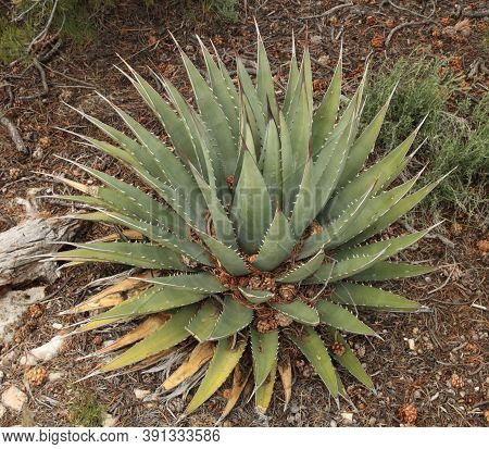 Utah Agave (agave Utahensis) On South Rim Grand Canyon National Park, Arizona