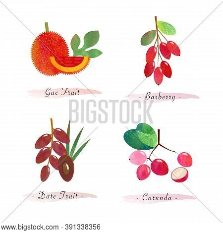 Organic Nature Healthy Food Fruit Gac Fruit Barberry Date Fruit Carunda