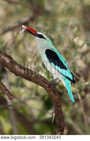 The Woodland Kingfisher (halcyon Senegalensis) Sitting On A Branch With A Moth In Its Beak. A Large 
