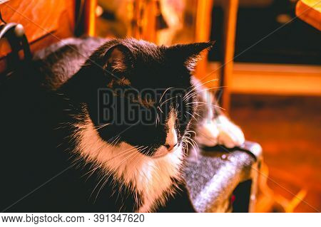 10/25/2020 - New York, Ny: A Cute Black & White Cat Laying Down In A Deep Thought.