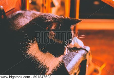10/25/2020 - New York, Ny: A Black & White Cat Laying On Top Of An Amp.